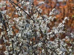 Schlehe / Schwarzdorn -Angebote Blumen Takt Store schlehe schwarzdorn m000052 w 9