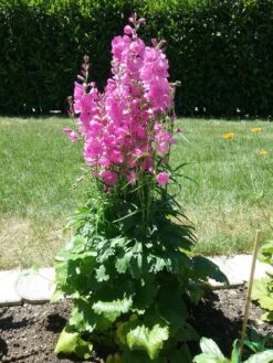 Schmuckmalve 'Brillant' -Angebote Blumen Takt Store schmuckmalve brillant m060510 401538 0