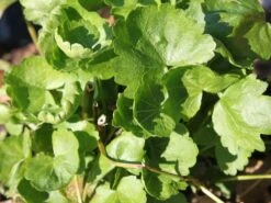 Schmuckmalve 'Brillant' -Angebote Blumen Takt Store schmuckmalve brillant m060510 w 0