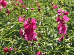 Schmuckmalve 'Brillant' -Angebote Blumen Takt Store schmuckmalve brillant m060510 w 1