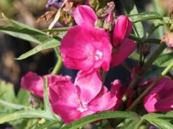 Schmuckmalve 'Brillant' -Angebote Blumen Takt Store schmuckmalve brillant m060510 w 2