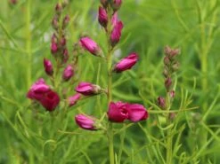 Schmuckmalve 'Brillant' -Angebote Blumen Takt Store schmuckmalve brillant m060510 w 3