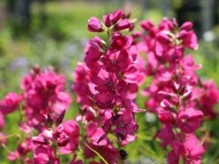 Schmuckmalve 'Brillant' -Angebote Blumen Takt Store schmuckmalve brillant m060510 w 4