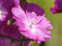 Schmuckmalve 'Rosanna' -Angebote Blumen Takt Store schmuckmalve rosanna m060506 w 0