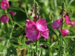 Schmuckmalve 'Rosanna' -Angebote Blumen Takt Store schmuckmalve rosanna m060506 w 2