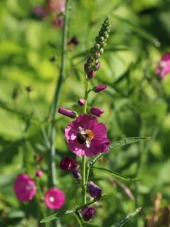 Schmuckmalve 'Rosanna' -Angebote Blumen Takt Store schmuckmalve rosanna m060506 w 3