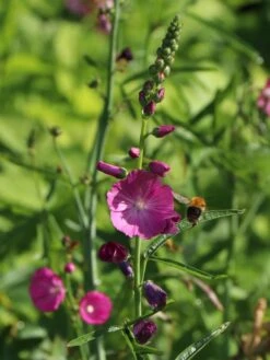 Schmuckmalve 'Rosanna' -Angebote Blumen Takt Store schmuckmalve rosanna m060506 w 4