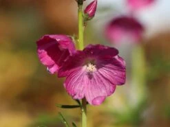 Schmuckmalve 'Rosanna' -Angebote Blumen Takt Store schmuckmalve rosanna m060506 w 6