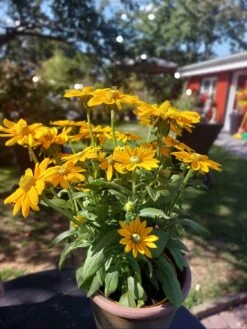 Schwarzäugige Rudbeckie Sunbeckia ® 'Ophelia' -Angebote Blumen Takt Store schwarzaeugige rudbeckie sunbeckia ophelia m121964 997934 0