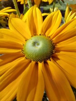 Schwarzäugige Rudbeckie Sunbeckia ® 'Ophelia' -Angebote Blumen Takt Store schwarzaeugige rudbeckie sunbeckia ophelia m121964 997934 1