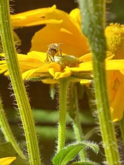 Schwarzäugige Rudbeckie Sunbeckia ® 'Ophelia' -Angebote Blumen Takt Store schwarzaeugige rudbeckie sunbeckia ophelia m121964 997934 2