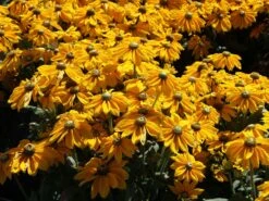 Schwarzäugige Rudbeckie Sunbeckia ® 'Ophelia' -Angebote Blumen Takt Store schwarzaeugige rudbeckie sunbeckia ophelia m121964 w 0