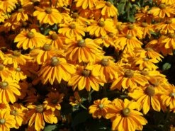 Schwarzäugige Rudbeckie Sunbeckia ® 'Ophelia' -Angebote Blumen Takt Store schwarzaeugige rudbeckie sunbeckia ophelia m121964 w 1