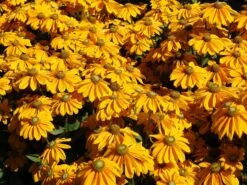 Schwarzäugige Rudbeckie Sunbeckia ® 'Ophelia' -Angebote Blumen Takt Store schwarzaeugige rudbeckie sunbeckia ophelia m121964 w 2