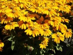 Schwarzäugige Rudbeckie Sunbeckia ® 'Ophelia' -Angebote Blumen Takt Store schwarzaeugige rudbeckie sunbeckia ophelia m121964 w 3