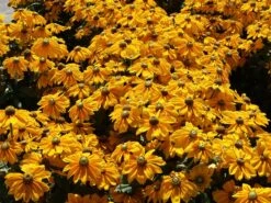 Schwarzäugige Rudbeckie Sunbeckia ® 'Ophelia' -Angebote Blumen Takt Store schwarzaeugige rudbeckie sunbeckia ophelia m121964 w 4