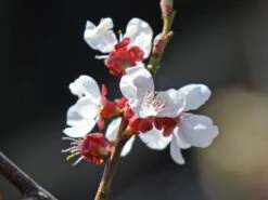Schwarze Aprikose 'Biricoccolo' -Angebote Blumen Takt Store schwarze aprikose biricoccolo m117512 w 1