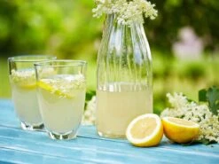 Schwarzer Holunder 'Riese Aus Vossloch' -Angebote Blumen Takt Store schwarzer holunder riese aus vossloch m008244 w 1