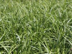 Weißrandige Segge / Japan-Segge 'Icedance' -Angebote Blumen Takt Store segge ice dance m054252 w 0