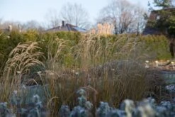 Silberährengras 'Algäu' -Angebote Blumen Takt Store silberaehrengras algaeu m044522 751242 0