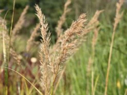 Silberährengras 'Algäu' -Angebote Blumen Takt Store silberaehrengras algaeu m044522 w 0