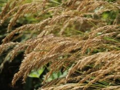 Silberährengras 'Algäu' -Angebote Blumen Takt Store silberaehrengras algaeu m044522 w 1