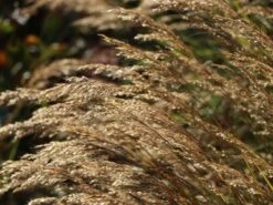 Silberährengras 'Algäu' -Angebote Blumen Takt Store silberaehrengras algaeu m044522 w 2