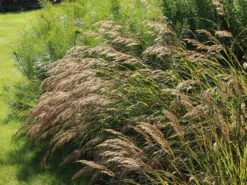 Silberährengras 'Algäu' -Angebote Blumen Takt Store silberaehrengras algaeu m044522 w 3