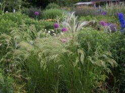 Silberährengras 'Algäu' -Angebote Blumen Takt Store silberaehrengras algaeu m044522 w 4