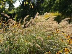 Silberährengras 'Algäu' -Angebote Blumen Takt Store silberaehrengras algaeu m044522 w 5