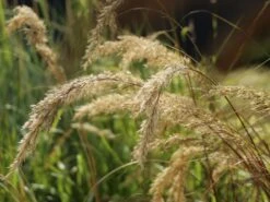 Silberährengras 'Algäu' -Angebote Blumen Takt Store silberaehrengras algaeu m044522 w 6