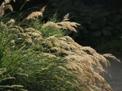 Silberährengras 'Algäu' -Angebote Blumen Takt Store silberaehrengras algaeu m044522 w 7