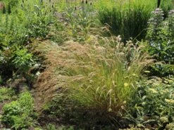 Silberährengras 'Algäu' -Angebote Blumen Takt Store silberaehrengras algaeu m044522 w 9