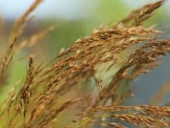 Silberährengras / Ränkegras -Angebote Blumen Takt Store silberaehrengras raenkegras m009047 w 0