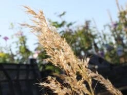 Silberährengras / Ränkegras -Angebote Blumen Takt Store silberaehrengras weiss raenkgras m009047 w 1