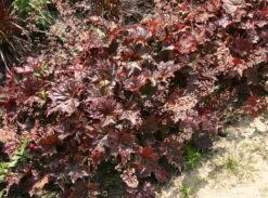 Silberglöckchen 'Cappuccino' -Angebote Blumen Takt Store silbergloeckchen cappuccino m080522 w 0