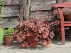 Silberglöckchen 'Cappuccino' -Angebote Blumen Takt Store silbergloeckchen cappuccino m080522 w 1