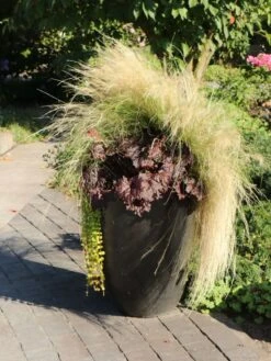 Silberglöckchen 'Cappuccino' -Angebote Blumen Takt Store silbergloeckchen cappuccino m080522 w 2