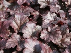 Silberglöckchen 'Plum Pudding' ®