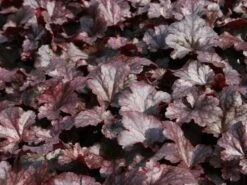 Silberglöckchen 'Plum Pudding' ® -Angebote Blumen Takt Store silbergloeckchen plum pudding m062286 w 0