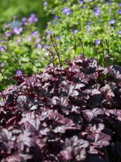 Silberglöckchen 'Plum Pudding' ® -Angebote Blumen Takt Store silbergloeckchen plum pudding m062286 w 1