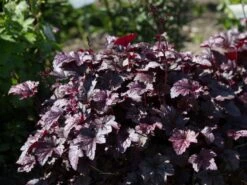 Silberglöckchen 'Plum Pudding' ® -Angebote Blumen Takt Store silbergloeckchen plum pudding m062286 w 2