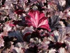 Silberglöckchen 'Plum Pudding' ® -Angebote Blumen Takt Store silbergloeckchen plum pudding m062286 w 3