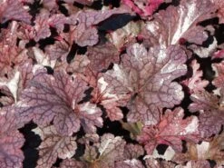 Silberglöckchen 'Plum Pudding' ® -Angebote Blumen Takt Store silbergloeckchen plum pudding m062286 w 5