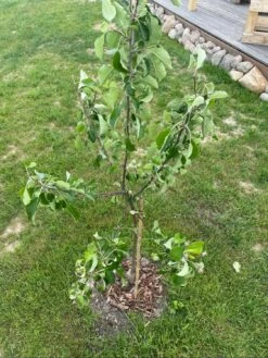 Sommerapfel 'James Grieve' 25 Sommerapfel 'James Grieve' -Angebote Blumen Takt Store sommerapfel james grieve m000558 1344516 0