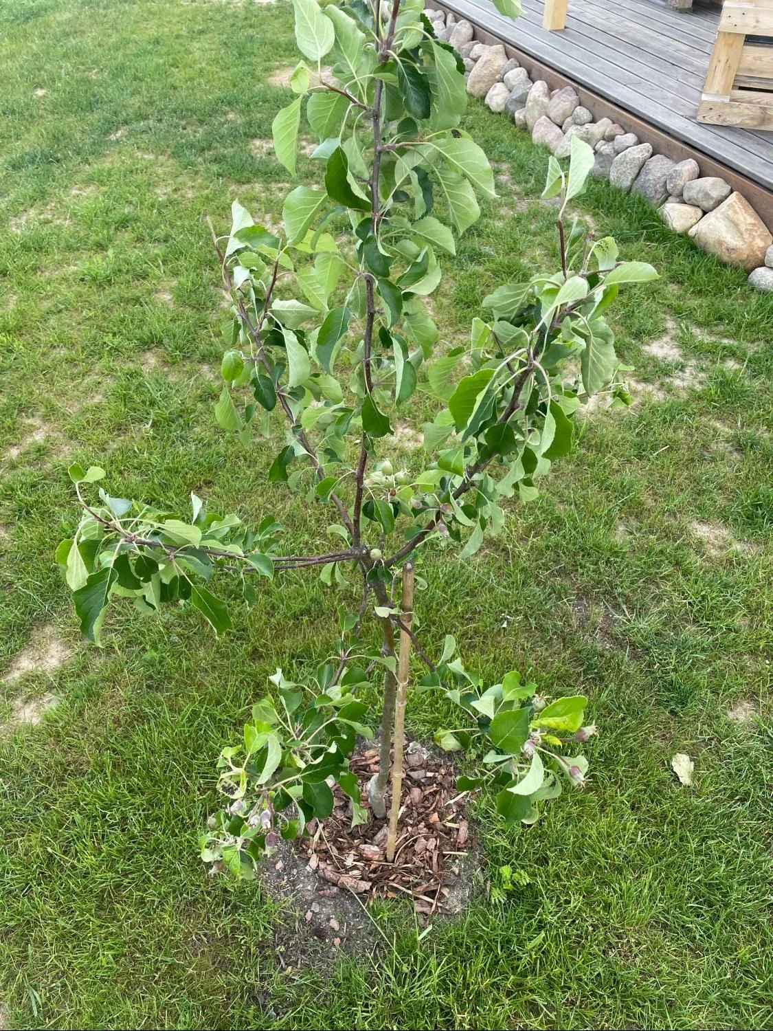 Sommerapfel 'James Grieve' 14 Sommerapfel 'James Grieve' – Bild 12