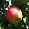 Sommerapfel 'James Grieve'