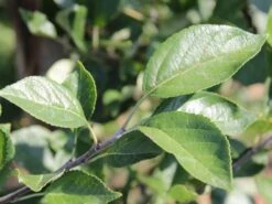 Sommerapfel 'James Grieve' 19 Sommerapfel 'James Grieve' -Angebote Blumen Takt Store sommerapfel james grieve m000558 w 1