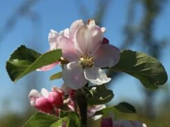 Sommerapfel 'James Grieve' 22 Sommerapfel 'James Grieve' -Angebote Blumen Takt Store sommerapfel james grieve m000558 w 4