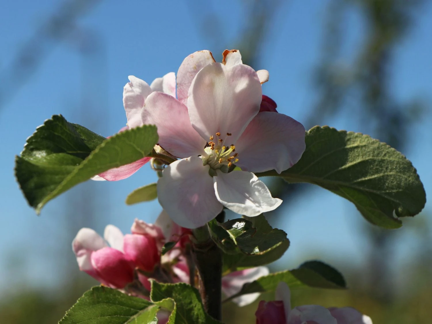 Sommerapfel 'James Grieve' 11 Sommerapfel 'James Grieve' – Bild 9